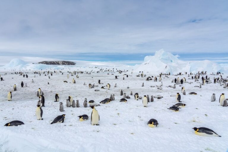Scenic Eclipse Offers Helicopter Excursion to Emperor Penguin Colony